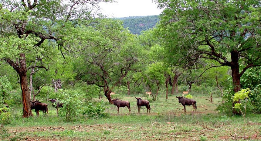 Mlawula Nature Reserve, Lubombo Region, Eswatini
